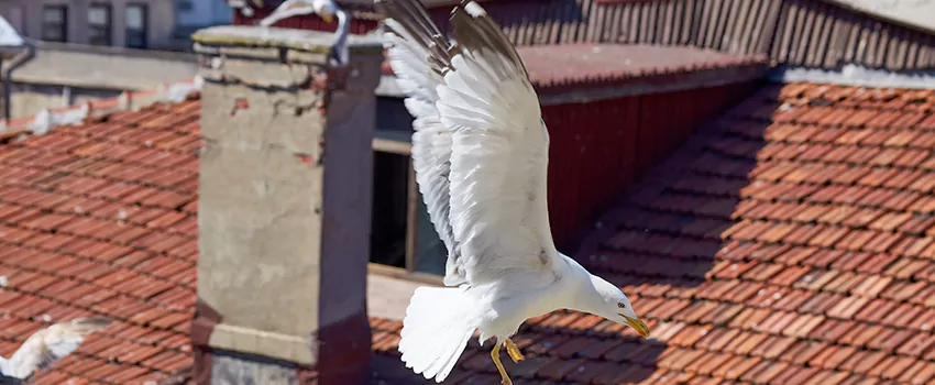 Residential Chimney Animal Removal Solution in Inglewood, CA